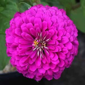 tudor zinnia for sale.